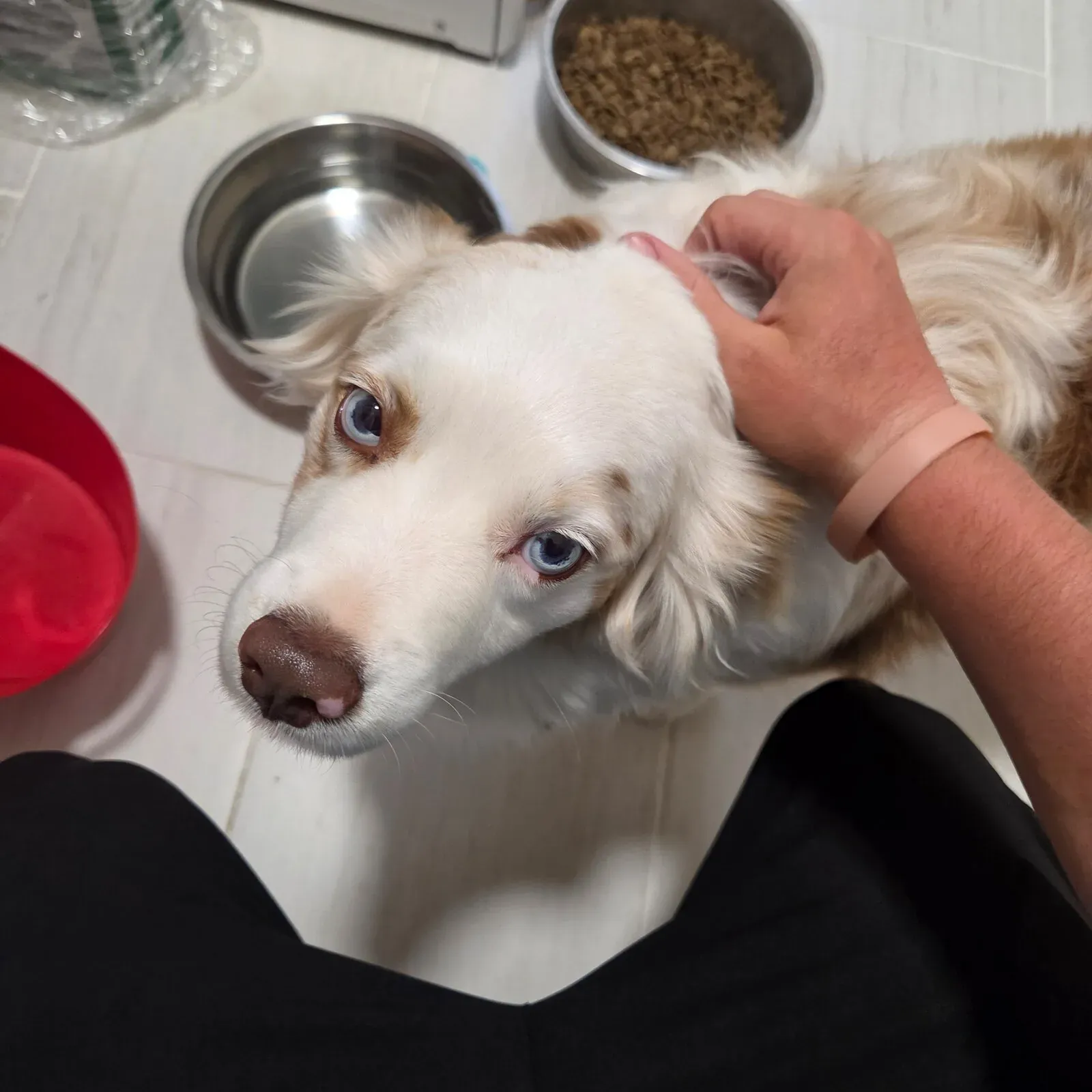 A customer's Australian shepherd looking up for a scratch