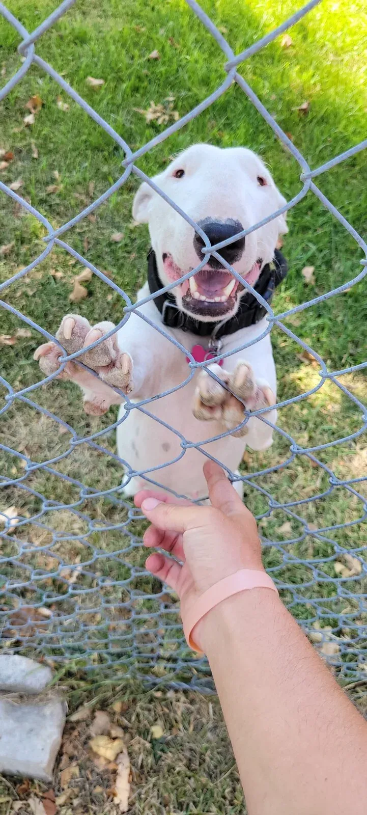 A customer's bull terrier standing up at the fence to greet the scooper