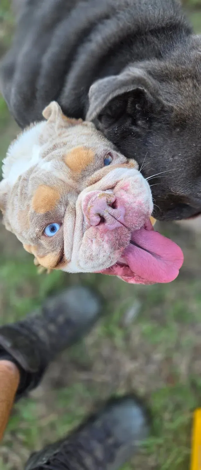 A customer's bulldog with its tongue out in the grass