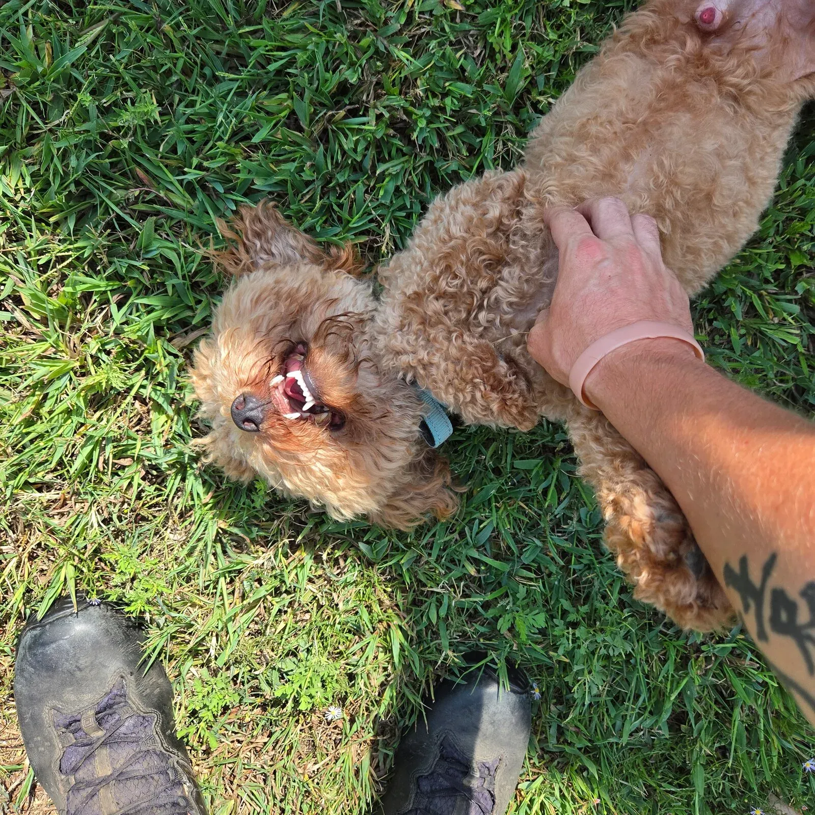 A customer's curly doodle rolling in the grass for belly rubs