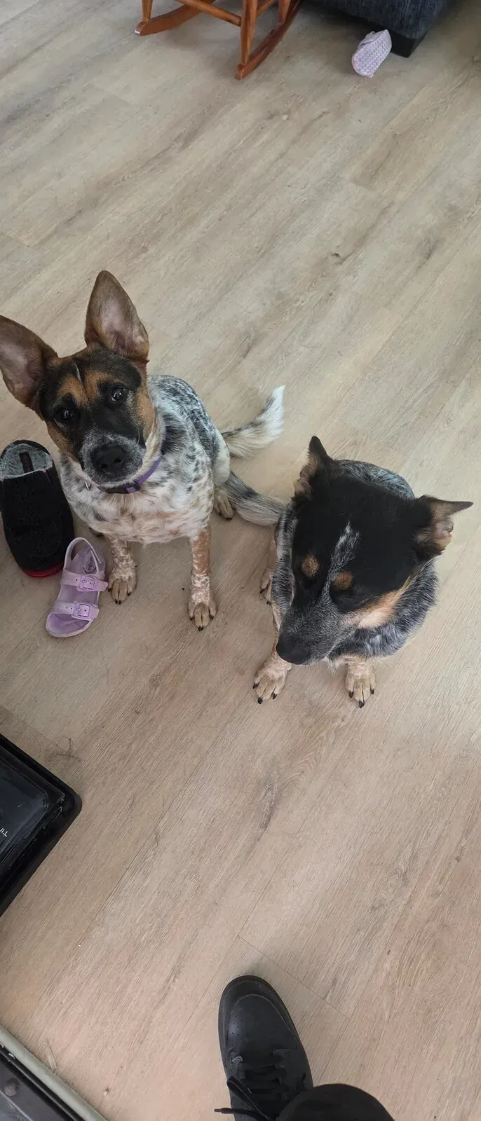 Brandon and Christina's two blue heelers sitting for a treat