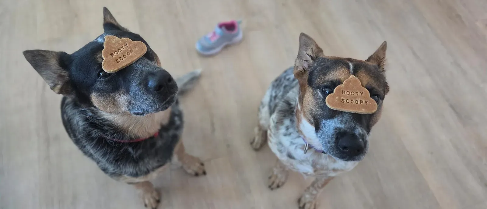 Brandon and Christina's two blue heelers balancing poop-shaped Booty Scoopy treats on their noses