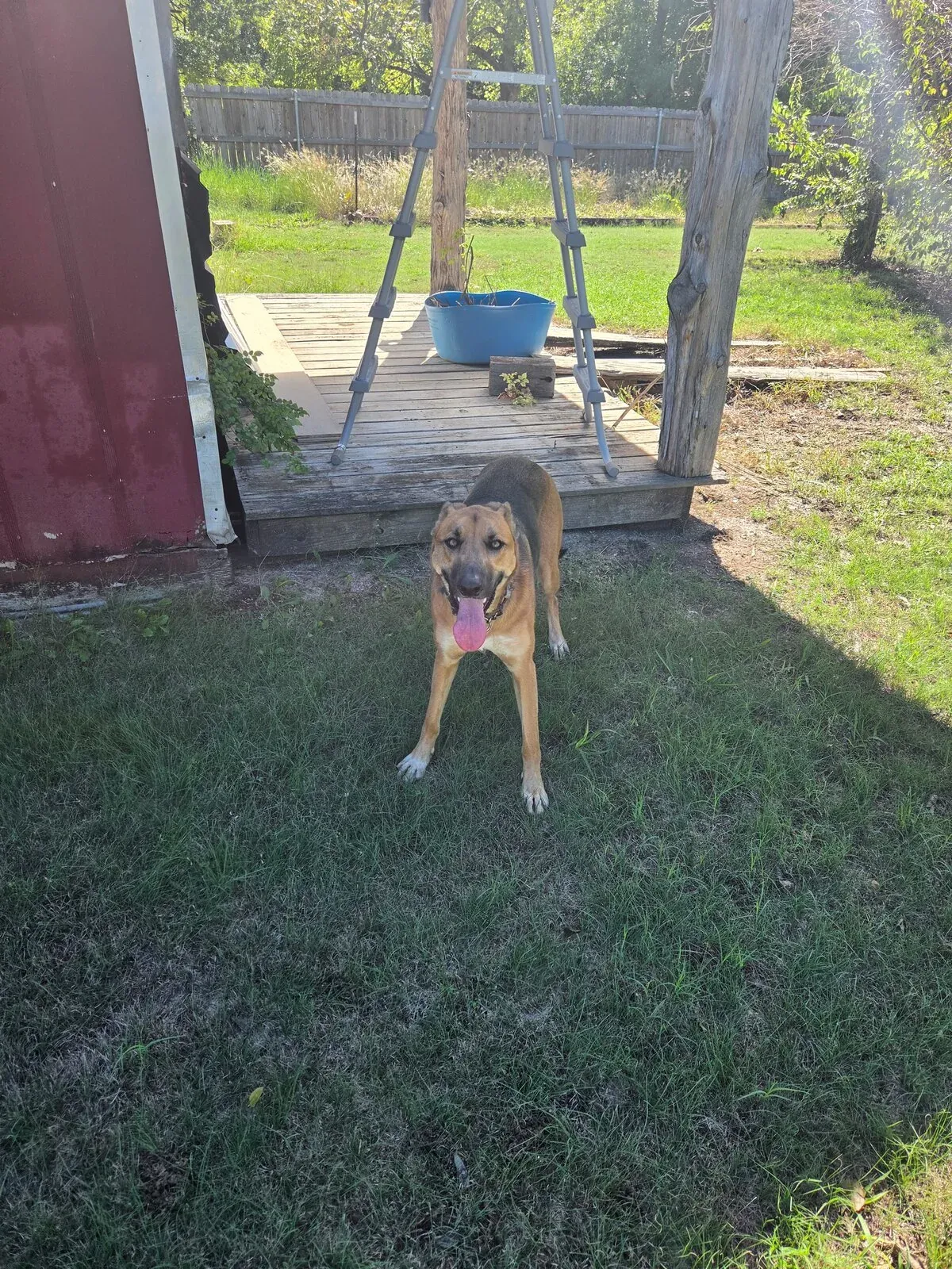 A customer's shepherd mix waiting in its backyard