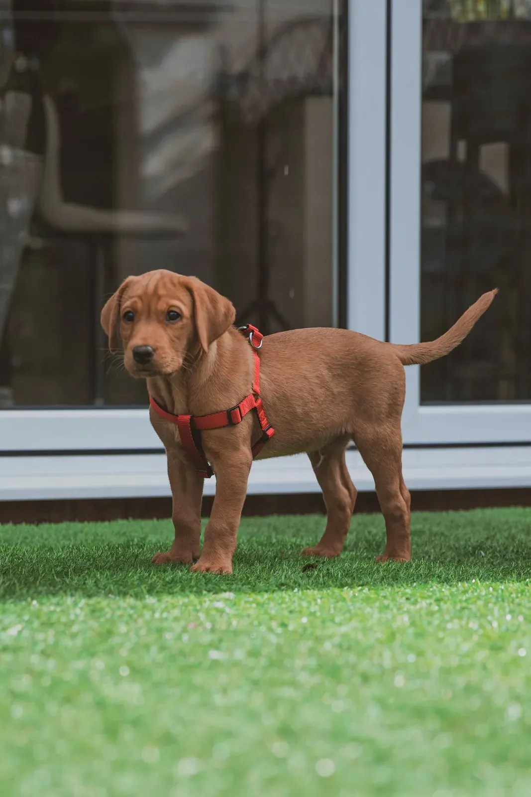 A puppy standing on artificial turf outside a patio door