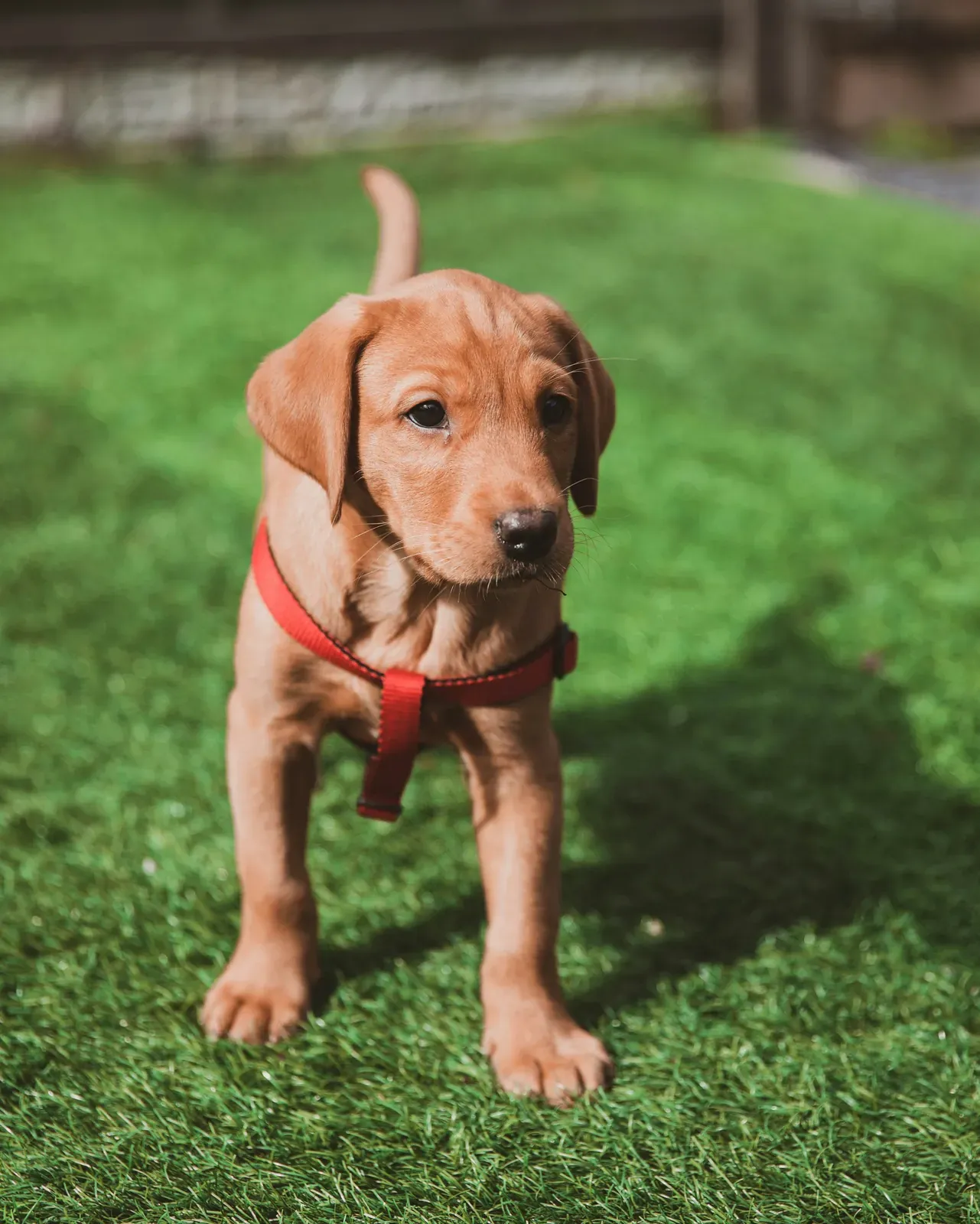 A puppy in a red harness on an artificial turf lawn
