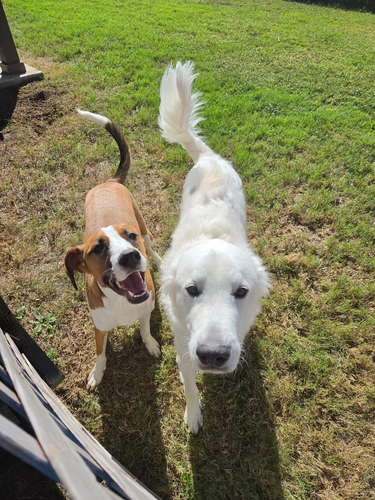 A customer's hound and white shepherd in their yard